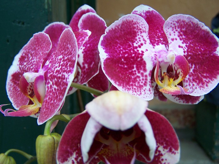 100_7180 - Phalaenopsis 2010