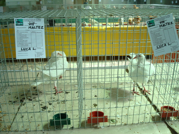 DSC08429
