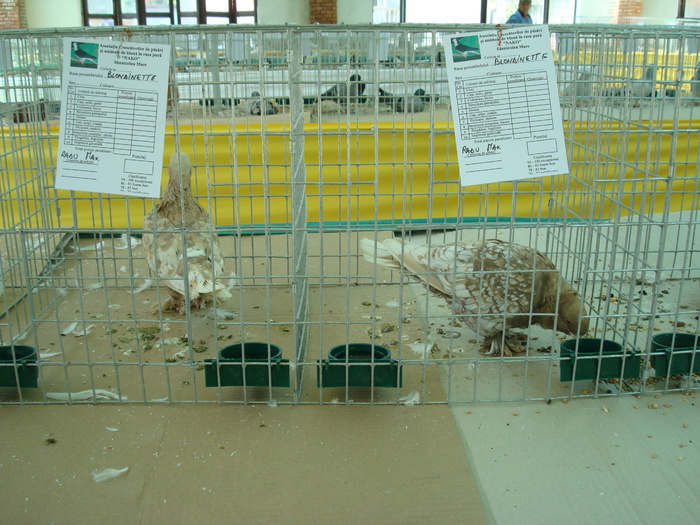 DSC08451 - Expo cu vanzare Sannicolau Mare