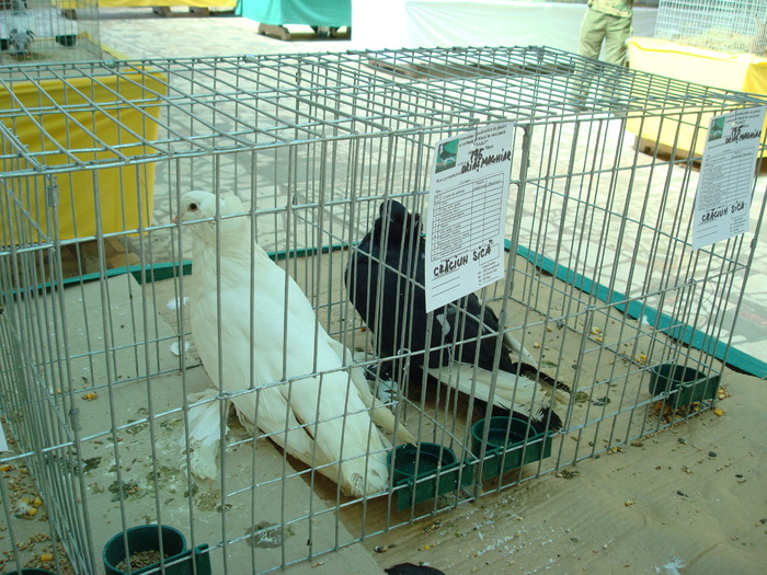 DSC08455