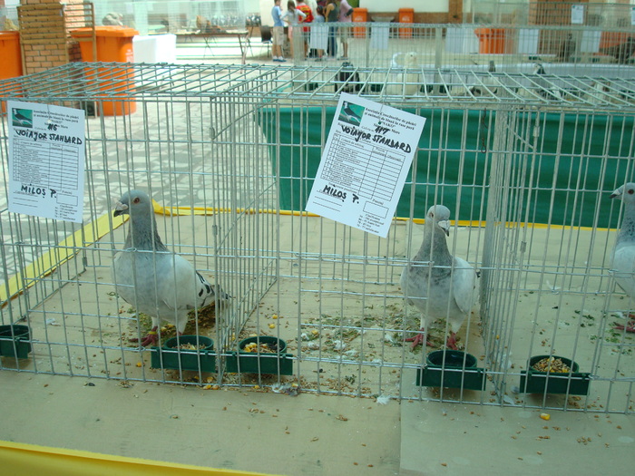 DSC08456