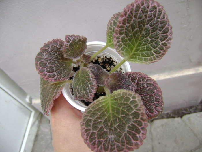 Chocolate Cream (multumesc Valentina) - EPISCIA