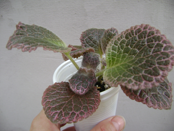 Chocolate Cream (multumesc Valentina) - EPISCIA