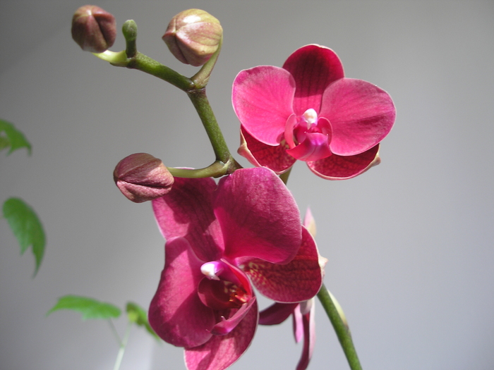 P8140017 - orhidee