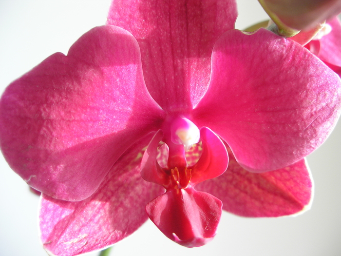 P8140007 - orhidee
