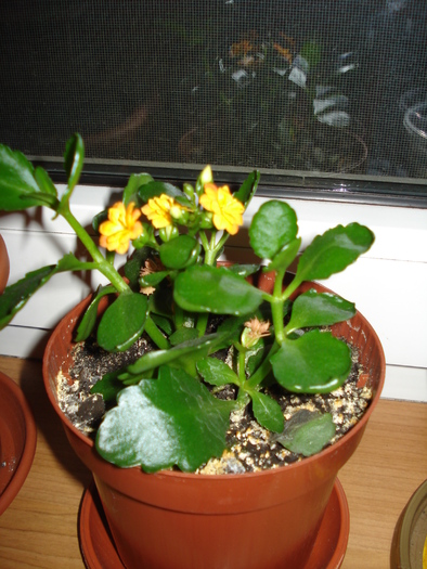 05.09.2010 - flori - kalanchoe