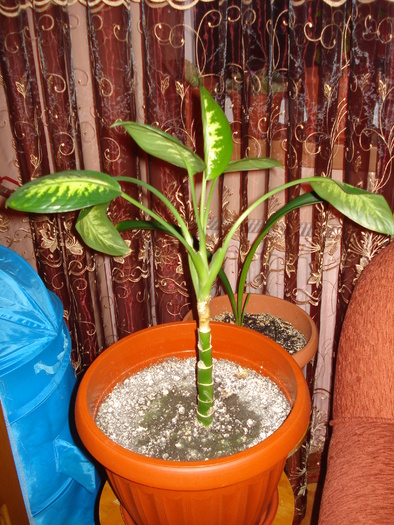 05.09.2010 - flori - diffenbachia si filodendron