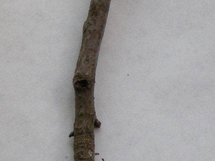 Poarta-sesia-coacaz negru; atac sesia
