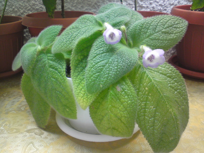 Fimbriata Blue Heaven - Episcia