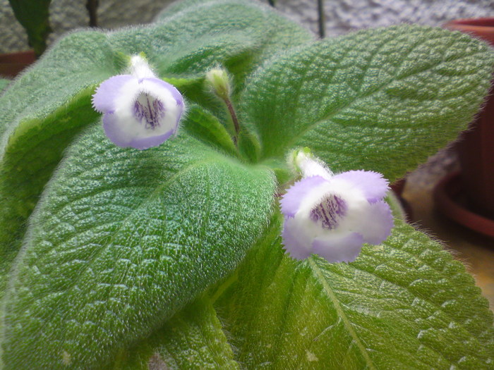 Fimbriata Blue Heaven - Episcia