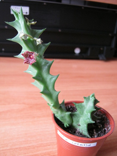 Orbea carnosa - Asclepiadaceae