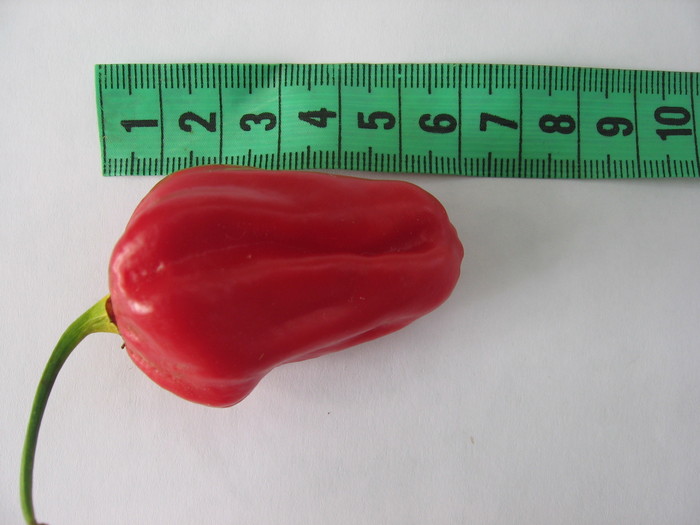 scotch bonnet - Ardei iuti