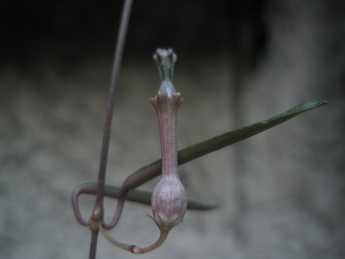 Ceropegia linearis - floare