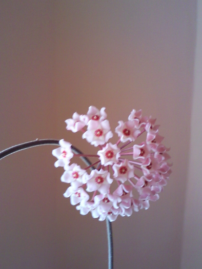 hoya carnosa 2010 - Plantele mele de interior