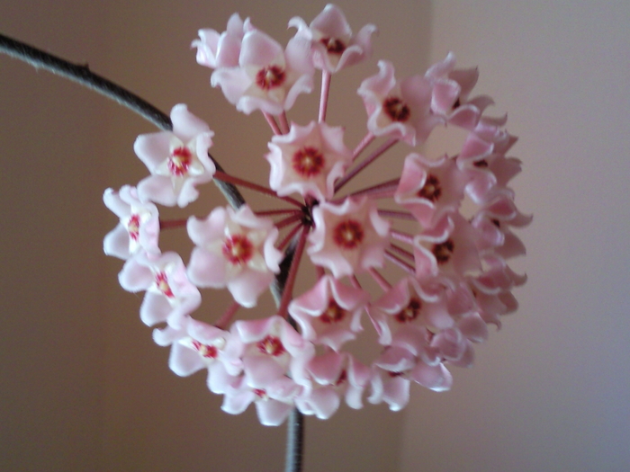 hoya carnosa sept. 2010