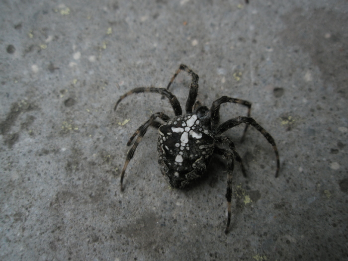 crucea tarantulei