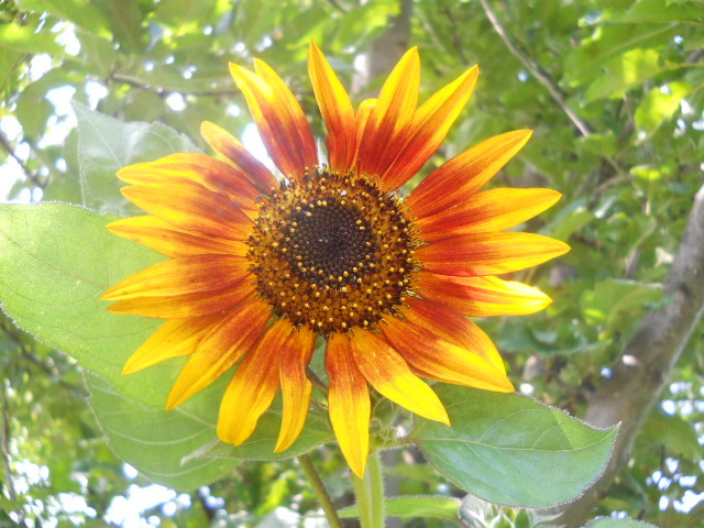 floarea soarelui - 6  august2010_2