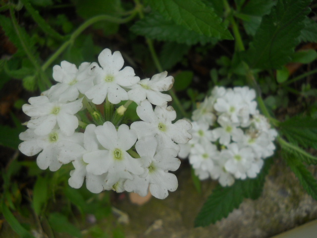 verbine - 6  august2010_2