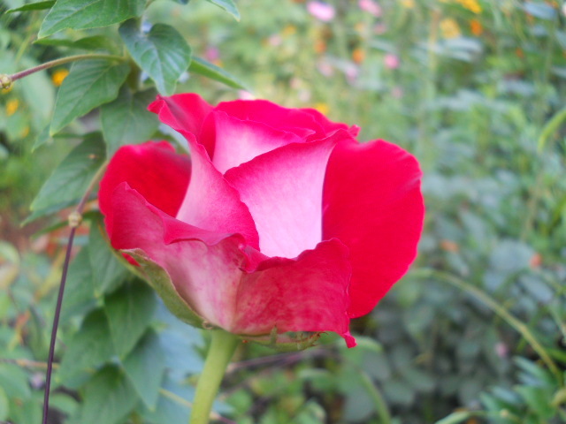 trandafir Osiria