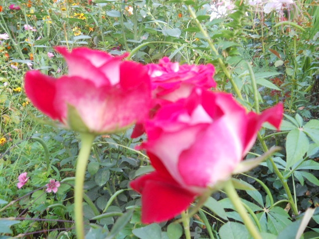 trandafir Osiria