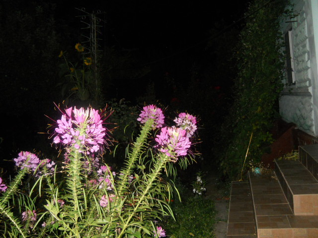 cleome - 6  august2010_2
