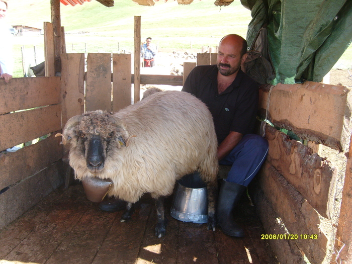 mulsul oilor - animale