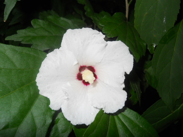 hibiscus de gradina