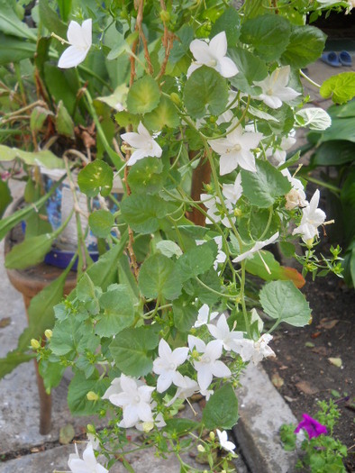 campanula - 6  august2010_2