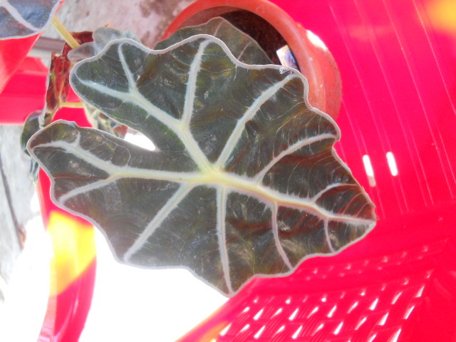 alocasia - 6  august2010_2