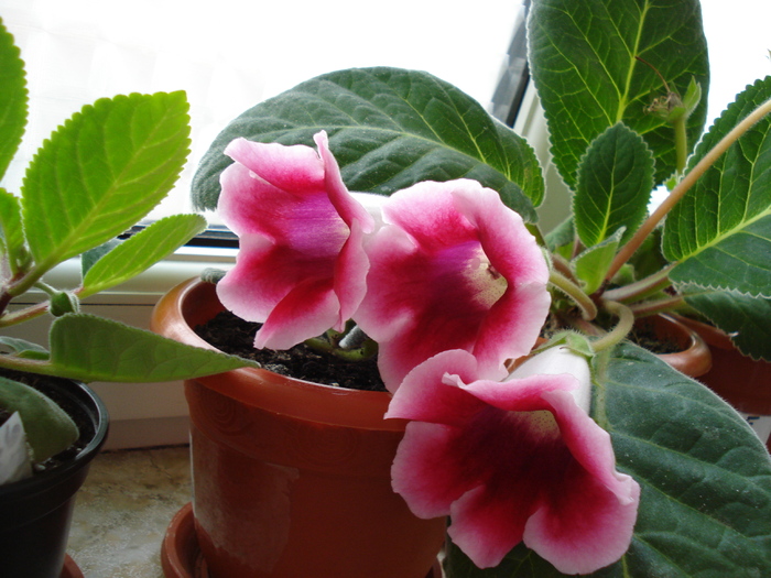 DSC07127 - GLOXINIA  2010