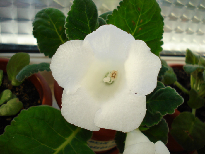 DSC07356 - GLOXINIA  2010