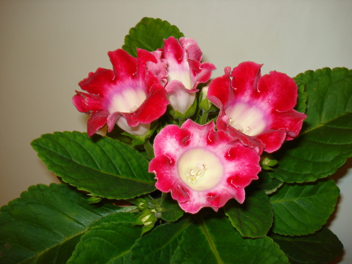 DSC07344 - GLOXINIA  2010