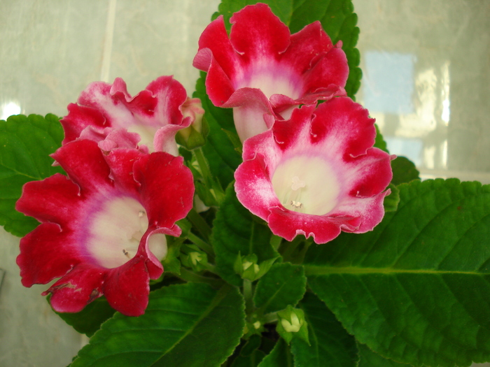 DSC07349 - GLOXINIA  2010