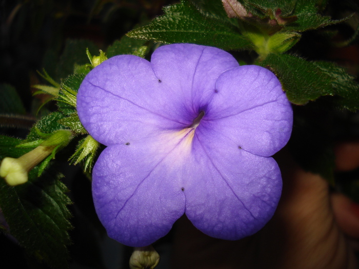 DSC07644 - ACHIMENES