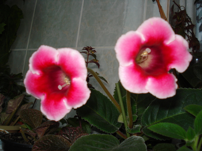 DSC07674 - GLOXINIA  2010