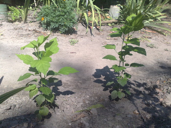 hibi de gradina din seminte - Hibiscus Syriacus