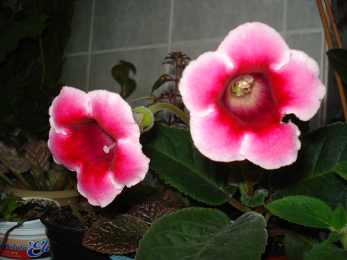 DSC07673 - GLOXINIA  2010