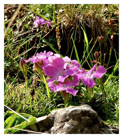 Silene acaulis - Frumusetile Bucegilor