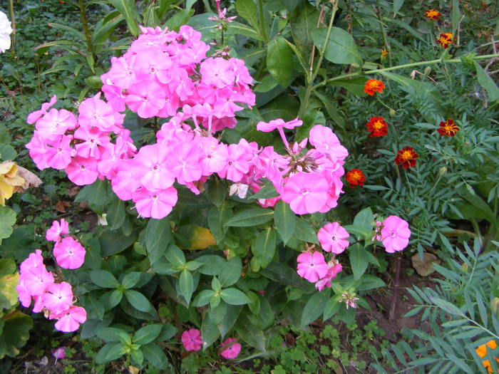 Phlox - septembrie 2010