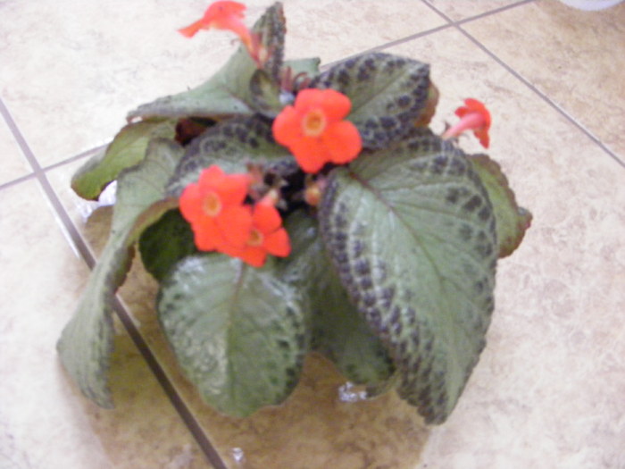 episcia