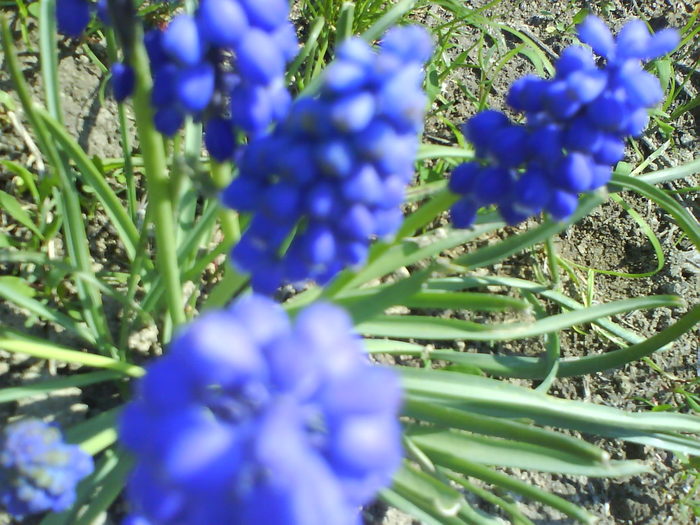 DSC01832 - muscari-de vanzare