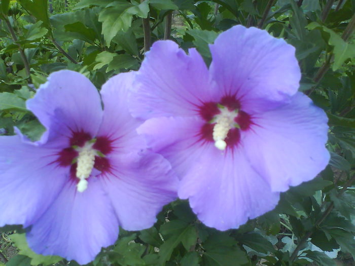 DSC02883 - hibiscus de gradina-de vanzare