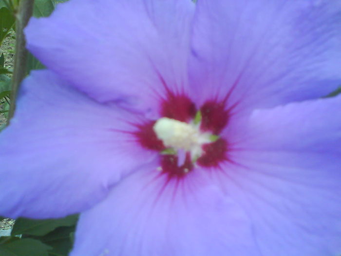 DSC02890 - hibiscus de gradina-de vanzare