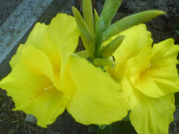 DSC02646 - canna indica 12 cul