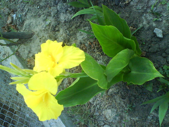 DSC02649 - canna indica 12 cul