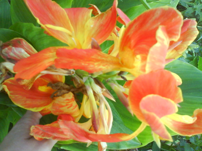 DSC02651