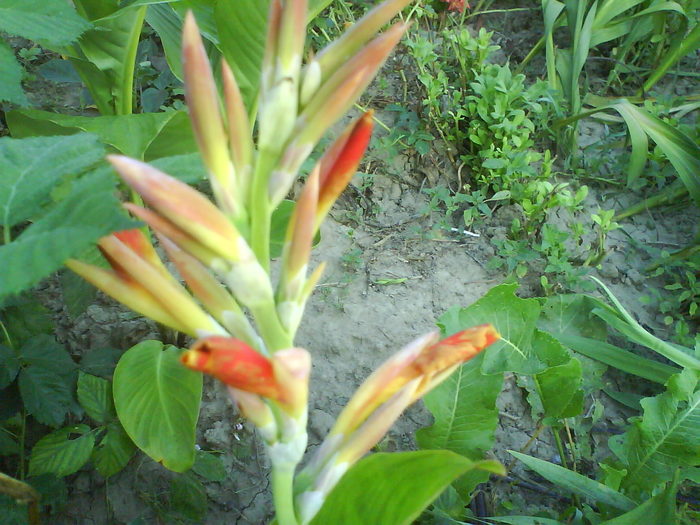 DSC02654 - canna indica 12 cul