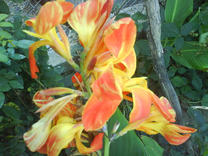 DSC02655 - canna indica 12 cul