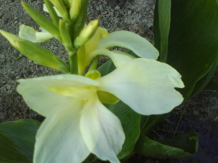 DSC02660 - canna indica 12 cul