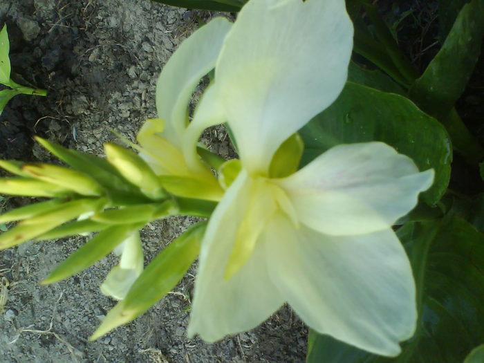 DSC02661 - canna indica 12 cul